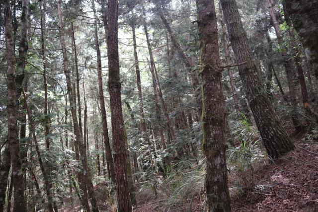 icebreaker羊毛襪真的不會臭?兩天一夜實測分享