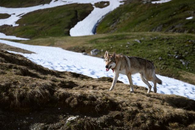 勃朗峰環線TMB徒步之旅,穿越歐洲法意瑞三國