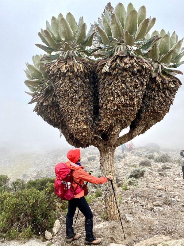 登上非洲之巔乞力馬扎羅山,瑞士Odlo奧遞樂保暖內衣實測