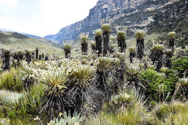 走進(jìn)南美哥倫比亞,探索埃爾科奎國(guó)家公園