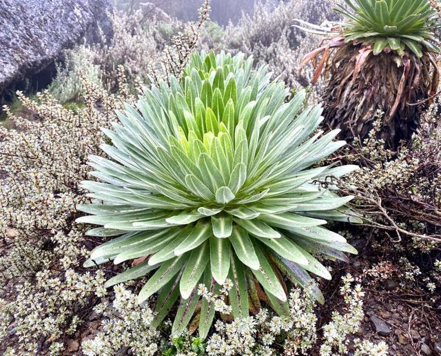 攀登非洲第一高峰,讓人向往的乞力馬扎羅山值得你來體驗