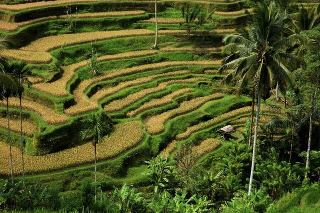 巴厘島自由行攻略,第一次去巴厘島該怎么玩?