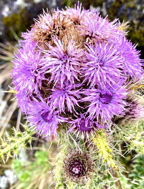 攀登非洲第一高峰,讓人向往的乞力馬扎羅山值得你來體驗