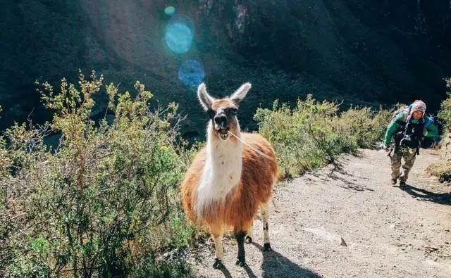 秘魯馬丘比丘印加古道攻略,4天3夜露營徒步之旅