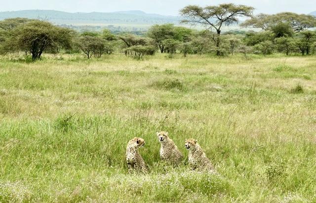 攀登非洲第一高峰,讓人向往的乞力馬扎羅山值得你來體驗