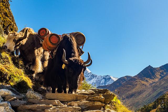 尼泊爾,EBC珠峰大本營徒步行程、行前準備、相關徒步游記