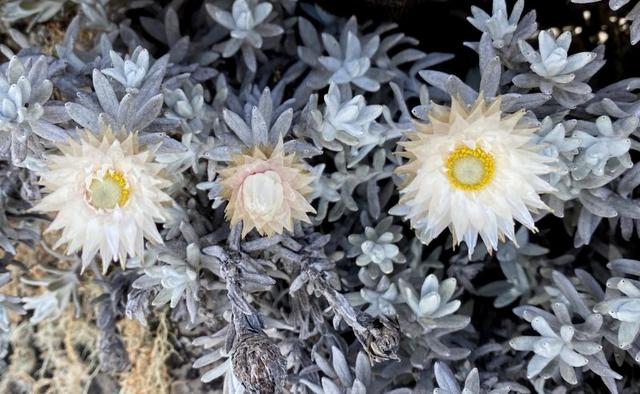 攀登非洲第一高峰,讓人向往的乞力馬扎羅山值得你來體驗