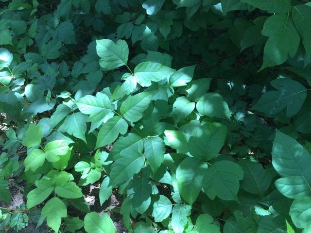 全長(zhǎng)3500公里沿途經(jīng)過(guò)105個(gè)城鎮(zhèn),荒野求生者的阿帕拉契亞小徑