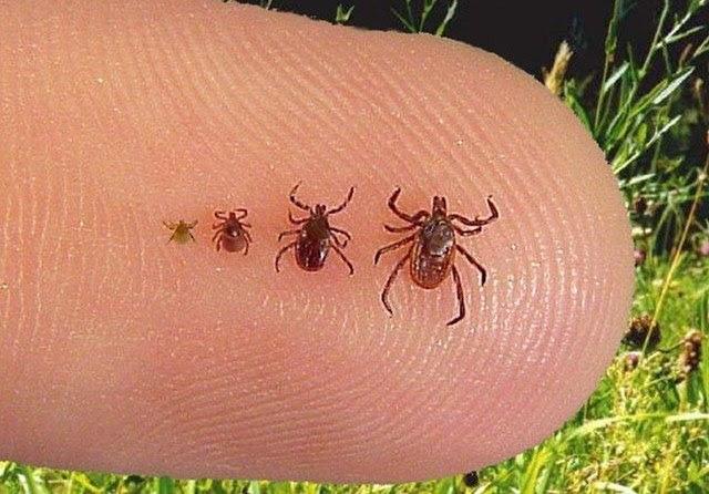 全長(zhǎng)3500公里沿途經(jīng)過(guò)105個(gè)城鎮(zhèn),荒野求生者的阿帕拉契亞小徑