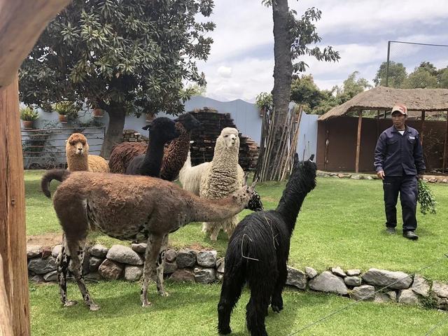 秘魯旅行,讓我們一起探索白色之城阿雷基帕