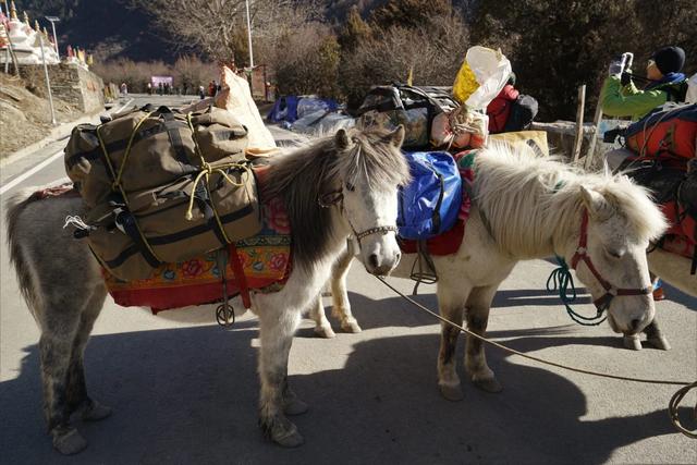 四姑娘雪山攀登,攀駱駝峰的點點記憶