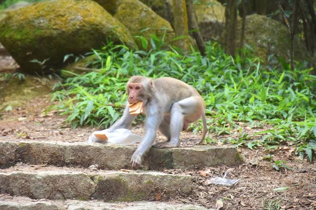 上山前了解LNT無痕山林七大原則,每個戶外人都應知道