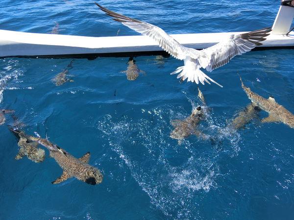 大溪地自助游,法屬玻里尼西亞群島之一Bora Bora游記