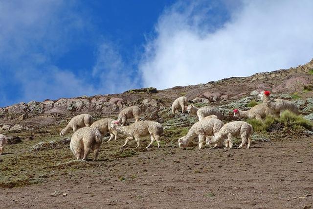 海拔5200米的秘魯彩虹山,看著就想去走一遍