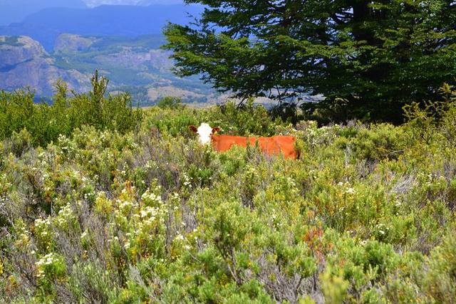 智利南部的巴塔哥尼亞游記,一路向北公路旅行