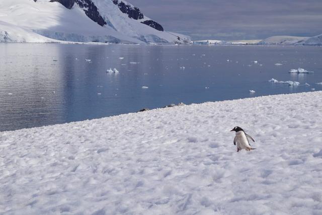 南極旅行體驗,這樣的風景你肯定沒有見過