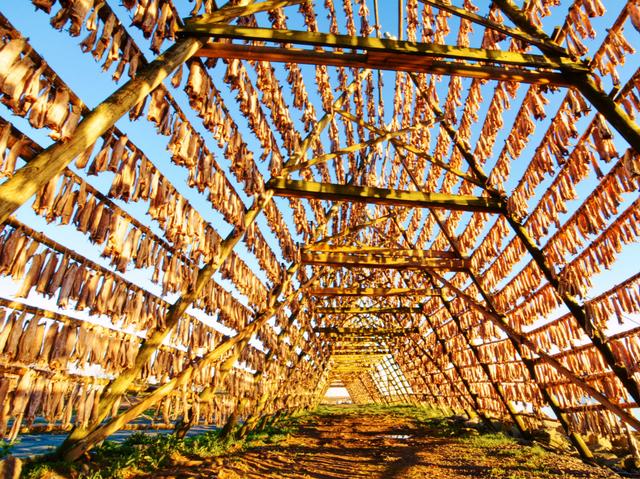 挪威羅弗敦群島,來北歐不能錯過的小眾旅行目的地