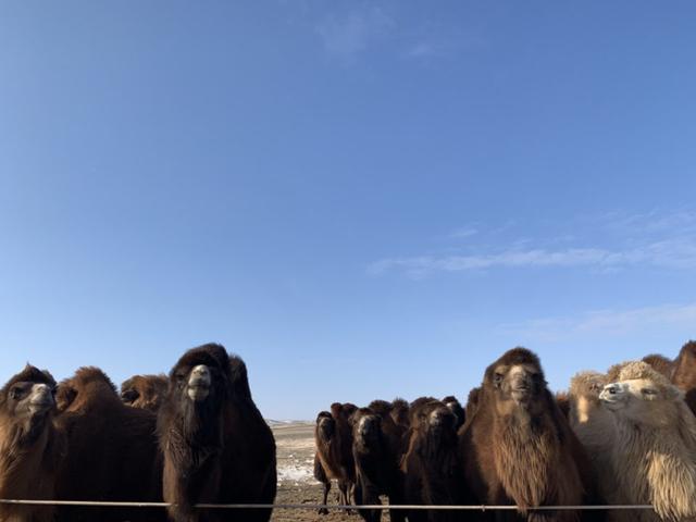 去蒙古國旅游回來,帶你了解真實的蒙古國