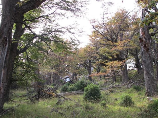 南美行,不能錯過的巴塔哥尼亞 (Patagonia)智利百內國家公園