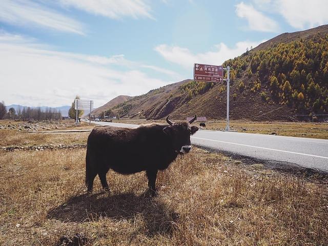 還記得那年秋天的稻城亞丁嗎?第一次去稻城亞丁旅游心得體會