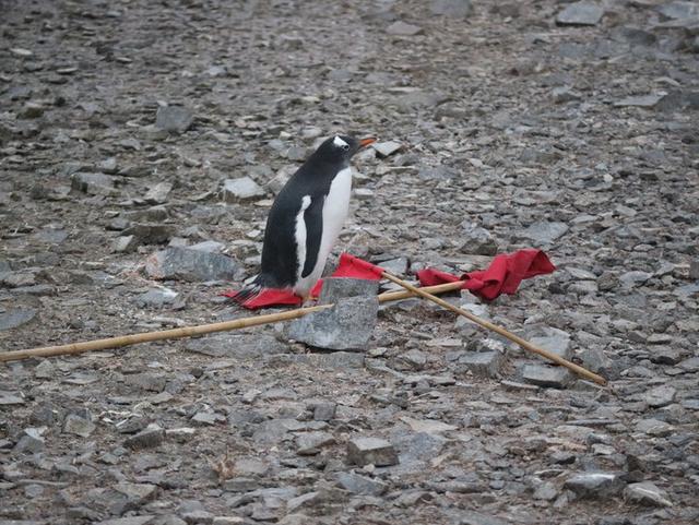 越過南極才算環(huán)游世界,想看去南極旅游的游記在這里