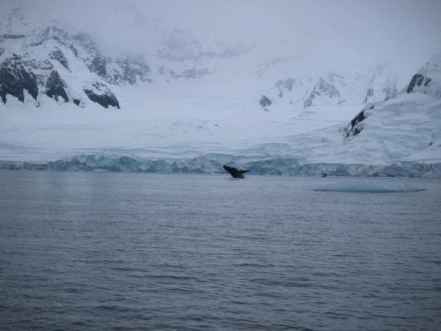 越過南極才算環(huán)游世界,想看去南極旅游的游記在這里