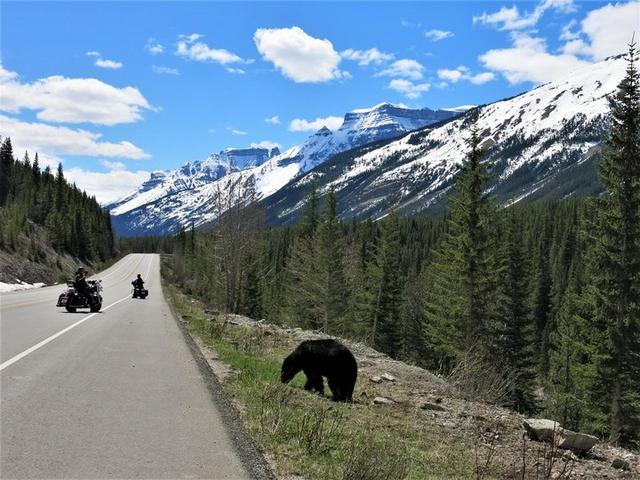 加拿大自駕游,冰原大道公路上的一路美景