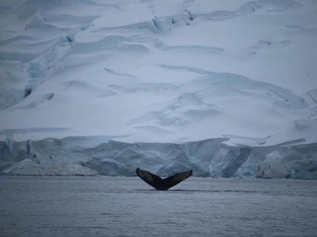 越過南極才算環(huán)游世界,想看去南極旅游的游記在這里