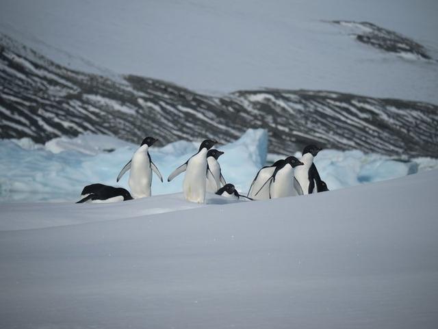 越過南極才算環(huán)游世界,想看去南極旅游的游記在這里