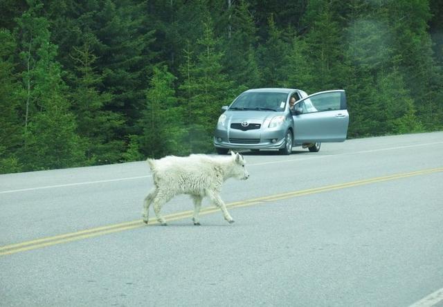 加拿大自駕游,冰原大道公路上的一路美景