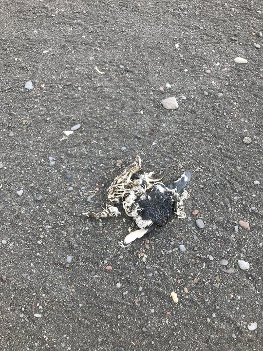 越過南極才算環(huán)游世界,想看去南極旅游的游記在這里