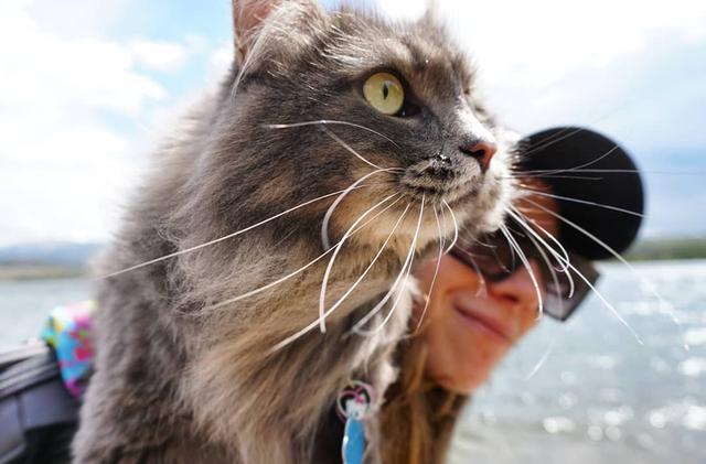 可以帶貓去爬山嗎?這只貓跟著主人游山玩水成為“網(wǎng)紅”