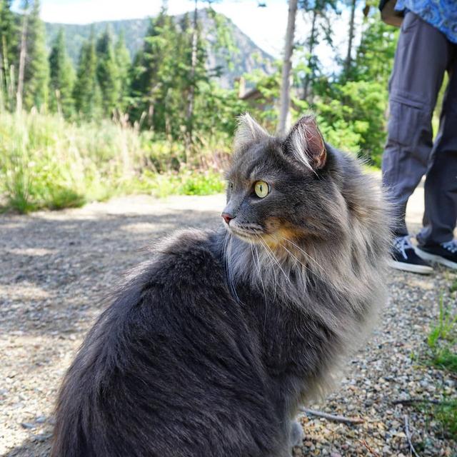 可以帶貓去爬山嗎?這只貓跟著主人游山玩水成為“網(wǎng)紅”