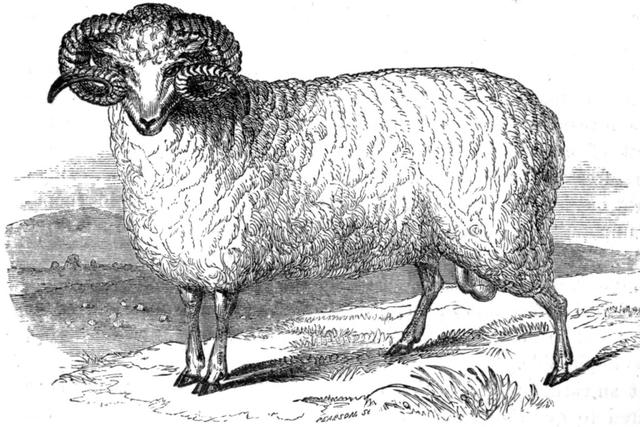 montbell羊毛排汗短袖T恤實測,夏天也能穿的毛衣