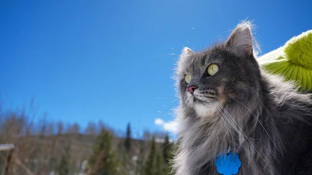 可以帶貓去爬山嗎?這只貓跟著主人游山玩水成為“網(wǎng)紅”