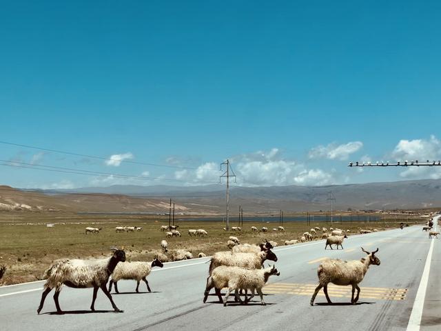 去西藏,行走在甘南川北青藏線的24日自助游