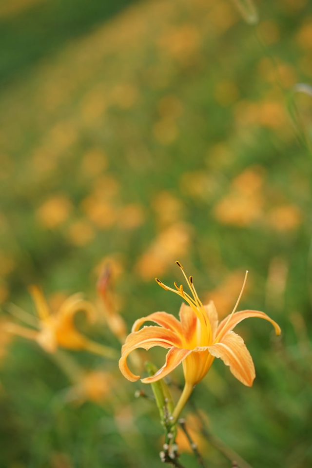 The North Face北面專業(yè)登山徒步背包開箱,說走就走的輕旅行