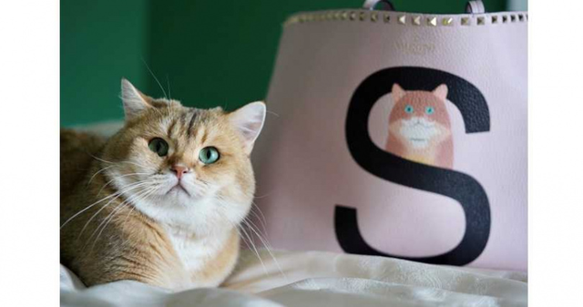 Moncler羽絨服、蒂芙尼餐碗、華倫天奴項(xiàng)圈，這也太幸福了