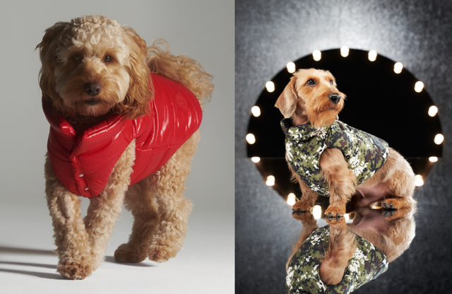 Moncler羽絨服、蒂芙尼餐碗、華倫天奴項(xiàng)圈，這也太幸福了