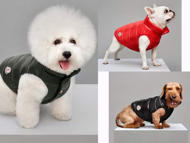 一萬多的羽絨服,憑什么Moncler盟可睞要比波司登貴那么多