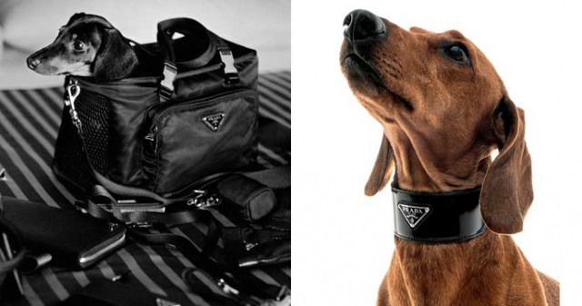 Moncler羽絨服、蒂芙尼餐碗、華倫天奴項(xiàng)圈，這也太幸福了