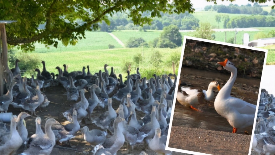 你新買的羽絨服是真的嗎?用這4招,輕松辨別真假