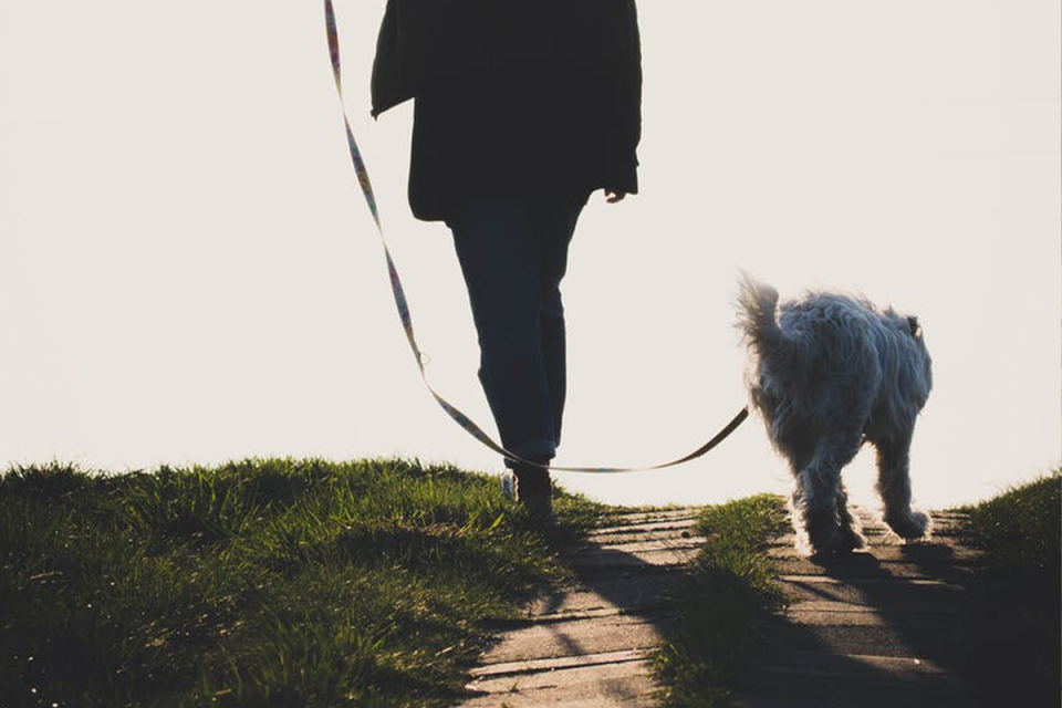想要帶狗狗去爬山,帶狗上山的你需要注意這些問題