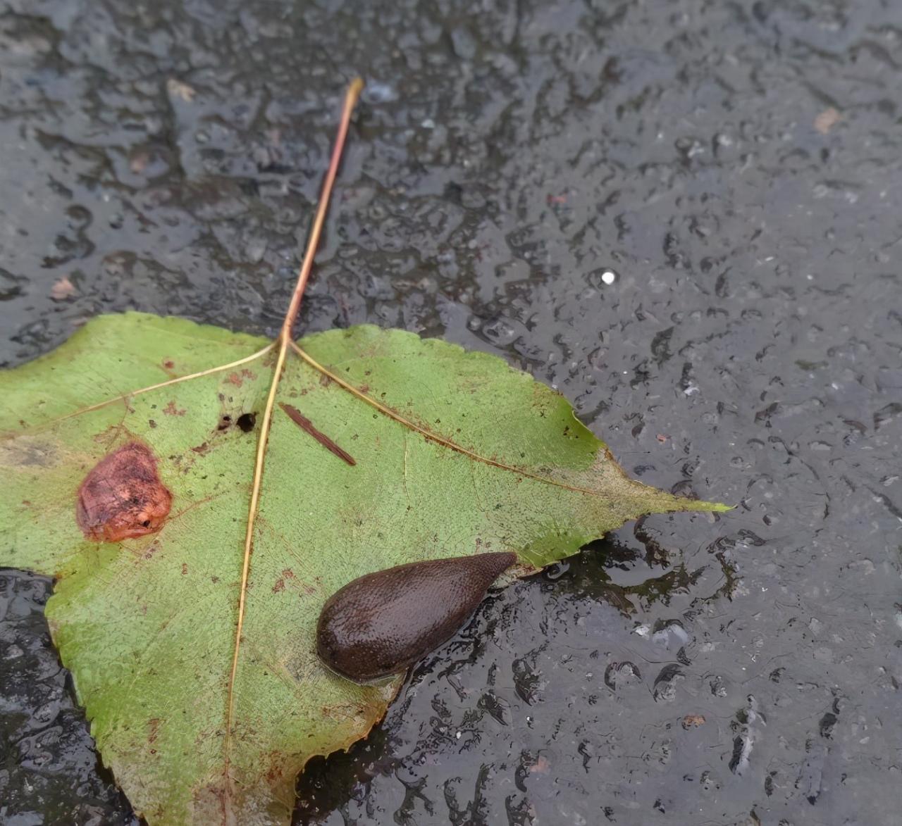 戶外游玩被蜂蟄、被蛇咬怎么辦？驢友這樣說(shuō)