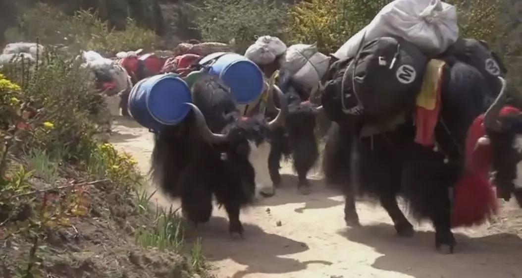 珠峰上的屎,都去哪了?