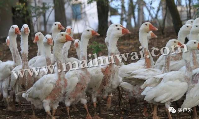 71d24e8c84864eb6932eab94c4f6943e 71d24e8c84864eb6932eab94c4f6943e